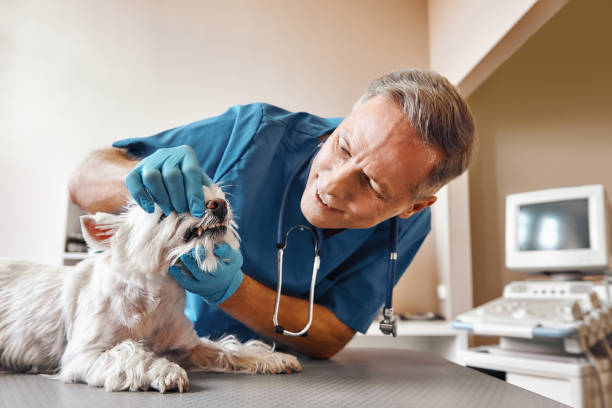 Best Holiday Emergency Dentist in Potomac Park, CA